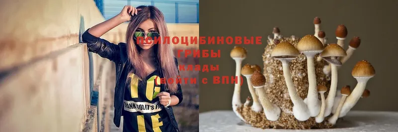 где купить наркотик  Закаменск  Псилоцибиновые грибы Magic Shrooms 